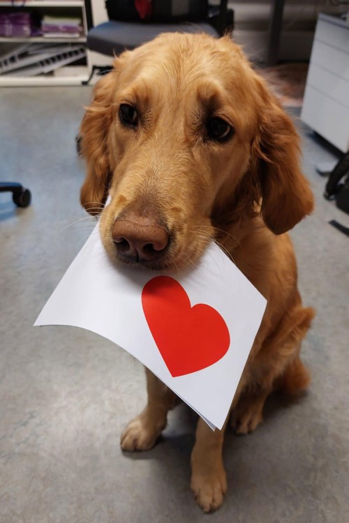 Vaalea kultainen noutaja koira, jonka suussa on paperi, jossa on punainen sydän. 