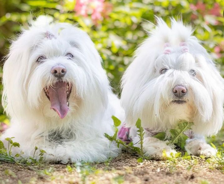 Koiran kanssa lenkille -kesäkurssi